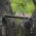 11 - Ніж складаний Ruike P801-G