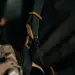 5 - Ремінь збройовий RAGNAROK Katana (KATANA-CB) стропа з пряжками QD (BASE-QD), Койот-Чорний